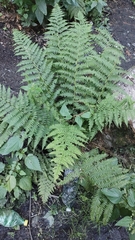 Athyrium