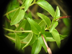 Epilobium anagallidifolium