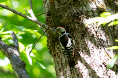Dendrocoptes medius