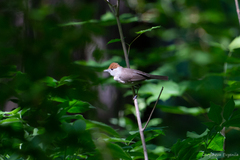 Sylvia atricapilla
