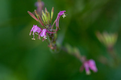 Oenothera gaura