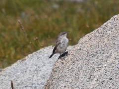 Salpinctes obsoletus