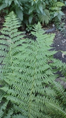 Athyrium