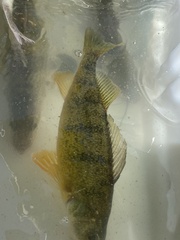 Perca flavescens