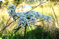 Ammi majus