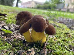 Boletus