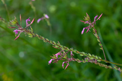 Oenothera gaura