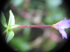 Epilobium anagallidifolium