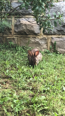 Sylvilagus floridanus