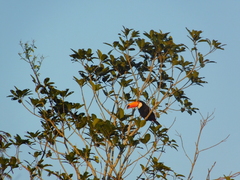 Ramphastos toco