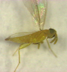 Aphytis