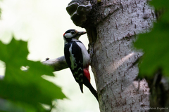 Dendrocopos major