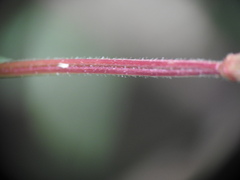 Epilobium anagallidifolium