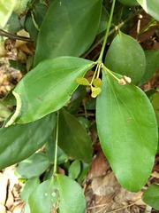 Lorantheae