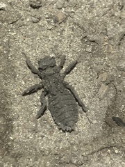 Gomphidae