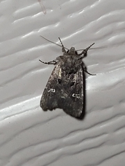 Lacinipolia renigera