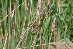 Acrocephalus palustris