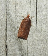 Planotortrix notophaea