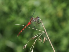 Sympetrum ambiguum