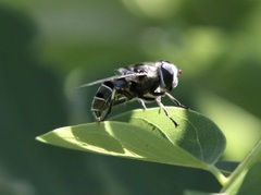 Eristalis dimidiata