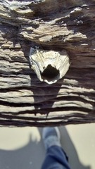 Hexanauplia
