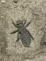 Gomphidae