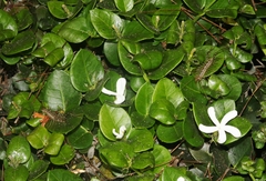 Scutigera coleoptrata