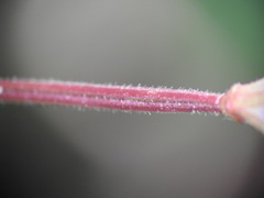 Epilobium anagallidifolium
