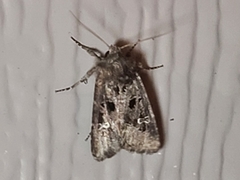 Lacinipolia renigera