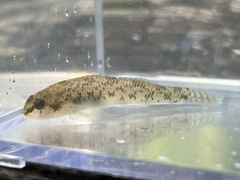Etheostoma olmstedi