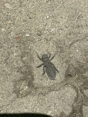 Gomphidae