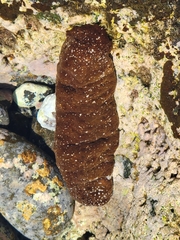 Actinopyga varians