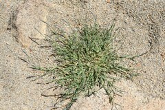 Muhlenbergia richardsonis