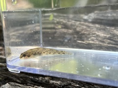 Etheostoma olmstedi