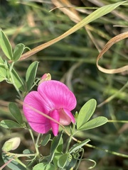 Lathyrus tuberosus