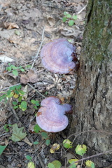 Ganoderma curtisii