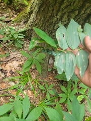Polygonatum