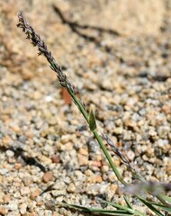 Muhlenbergia richardsonis