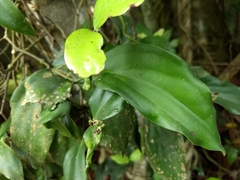Lorantheae