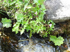 Epilobium anagallidifolium