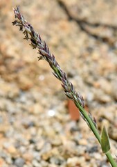 Muhlenbergia richardsonis