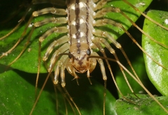 Scutigera coleoptrata