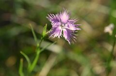 Dianthus hyssopifolius