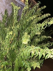 Cestrum