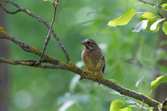 Emberiza citrinella