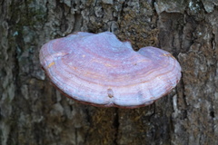 Ganoderma curtisii