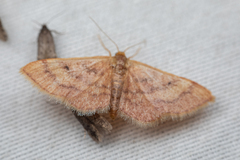 Idaea