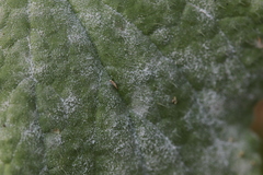 Golovinomyces cynoglossi