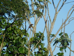 Pteroglossus castanotis