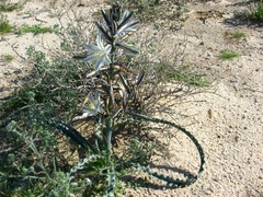 Hesperocallis undulata